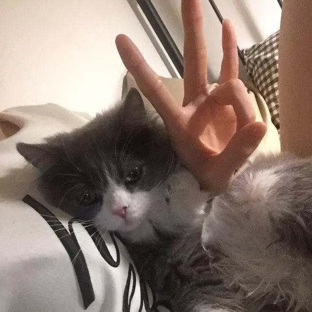仲枝保容